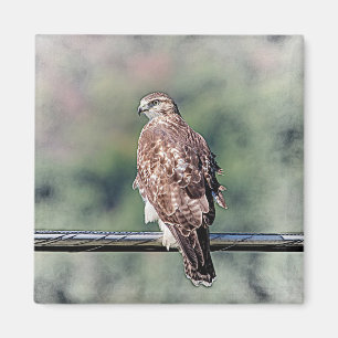 Íman Falcão-de-cauda-vermelha imaturo