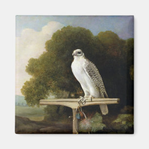 Íman Falcão de Greenland (falcão cinzento), 1780 (ól