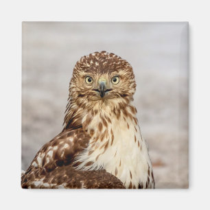 Íman Falcão imaturo de pele vermelha no chão