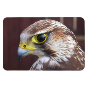 Íman Falcão Lanner