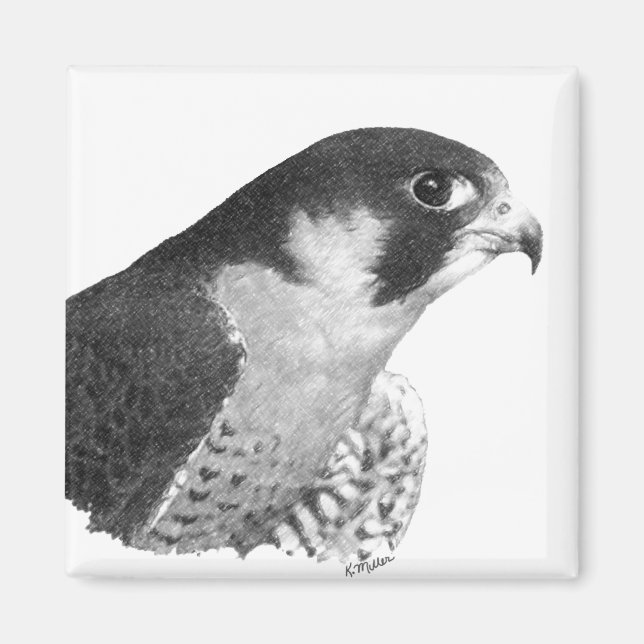 Íman Falcão-lápis peregrino (Frente)