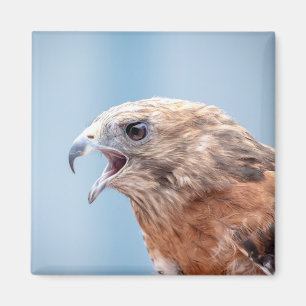 Íman Falcão Ombro Vermelho