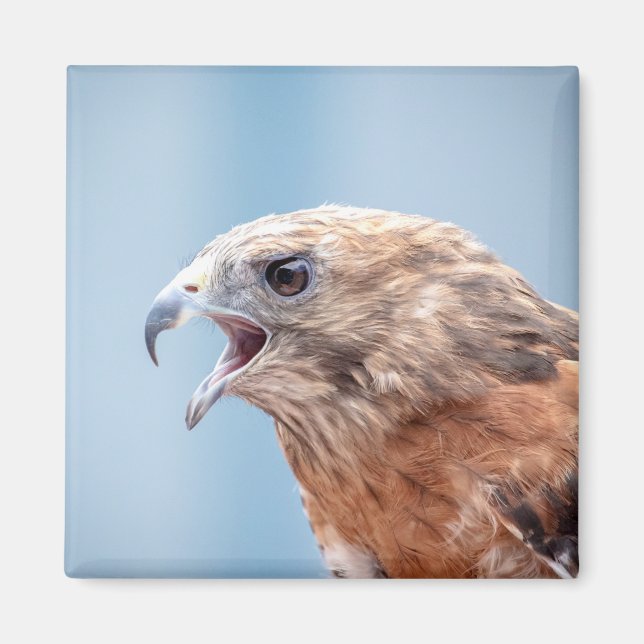 Íman Falcão Ombro Vermelho (Frente)