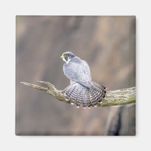 Íman Falcão Peregrino no Parque Interestadual de Palisa