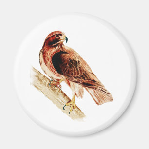 Íman Falcão vermelho da cauda