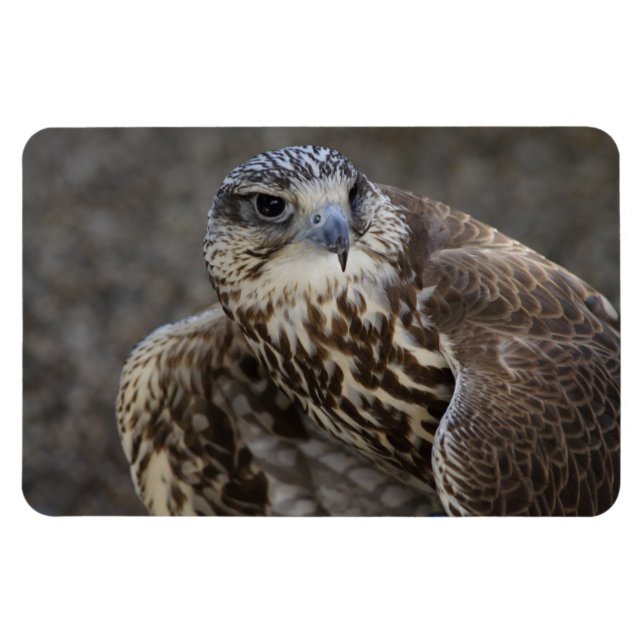 Íman Falco cherrug (Horizontal)