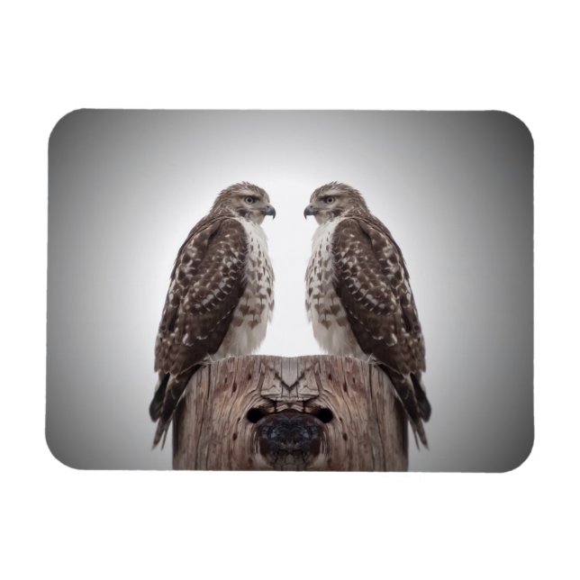 Íman Falcões em um cargo (Horizontal)