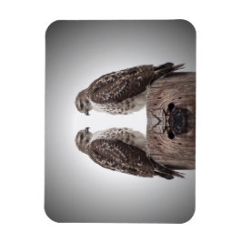 Íman Falcões em um cargo