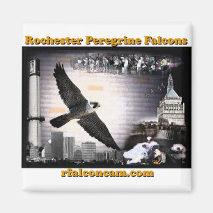 Íman Falcons de peregrino de Rochester do ímã