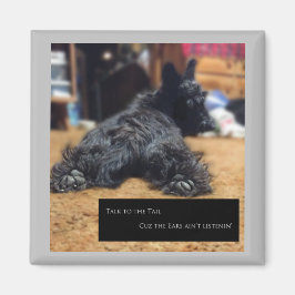 Íman Fale com a Cauda