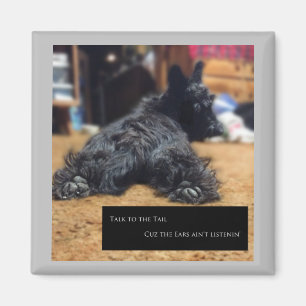 Íman Fale com a Cauda