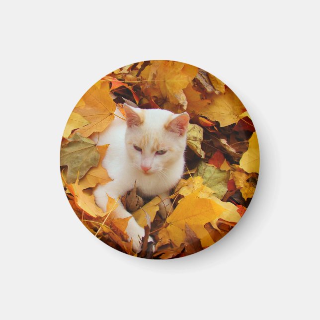 Íman Fall Cat Magnet (Frente)