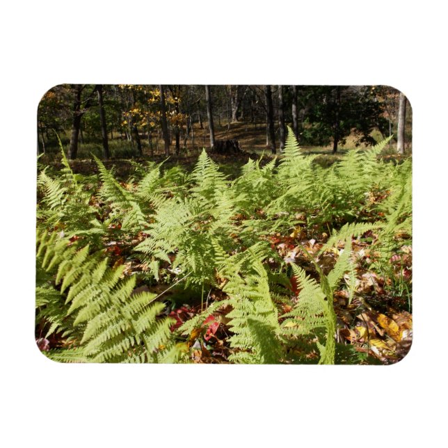 Íman Fall Ferns (Horizontal)
