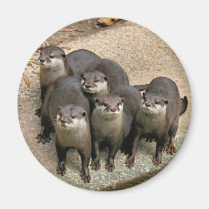 Íman Família adorável da lontra