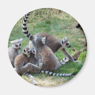 Íman Família atada anel do lemur