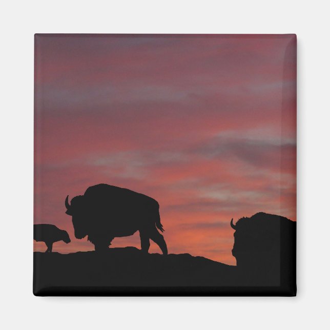 Íman Família Bison (Frente)