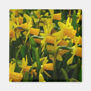 Íman Família Daffodil