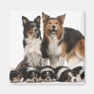 Íman Família de border collie