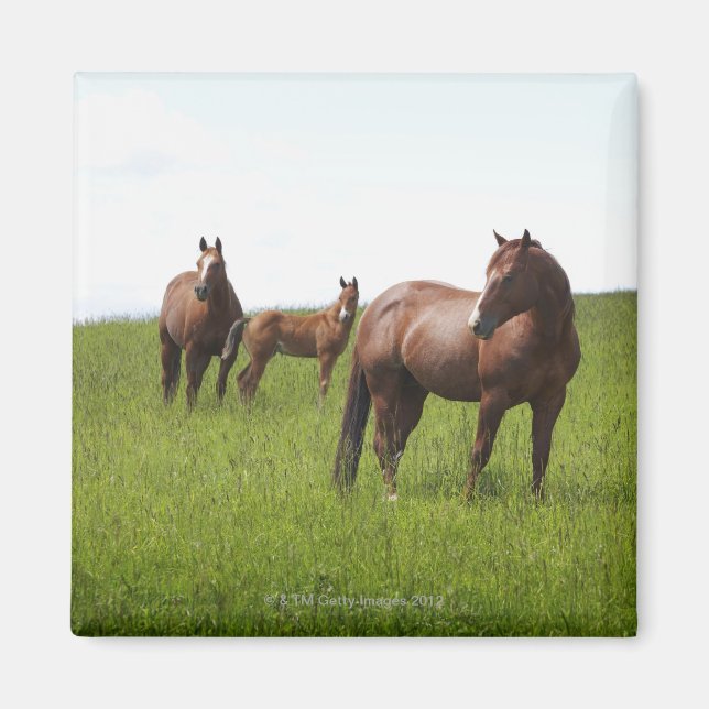 Íman Família de cavalos no campo (Frente)