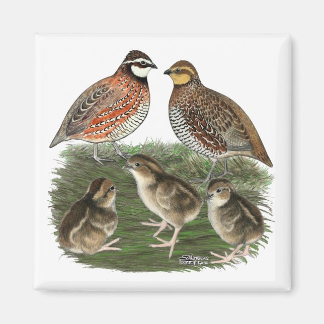 Íman Família de Codorniz Bobwhite (Frente)