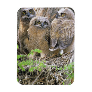 Íman Família de filhotes de coruja-real (Bubo virginian