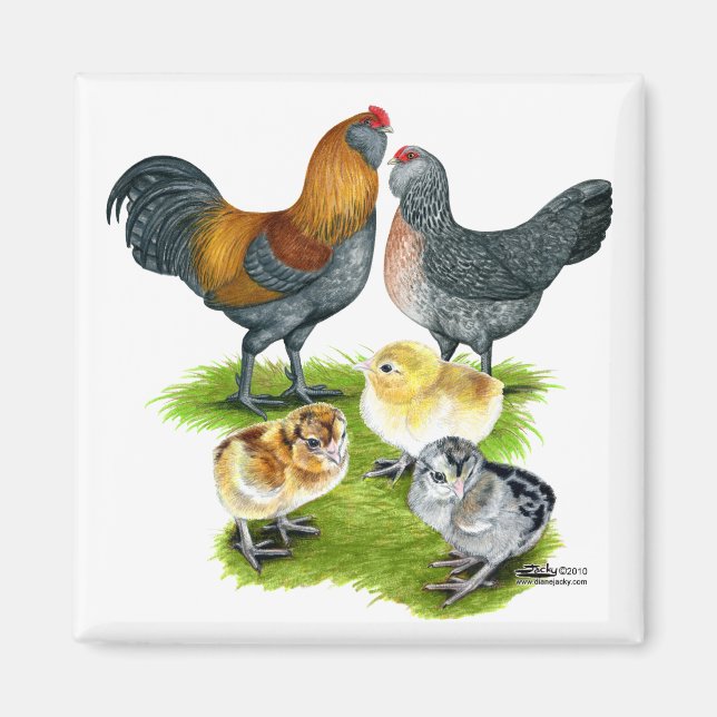 Íman Família de Galinhas Ameraucana (Frente)