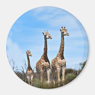Íman Família de Girafas no Topo de uma Colina Gramada