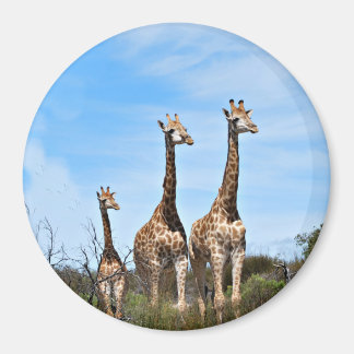 Íman Família de Girafas no Topo de uma Colina Gramada