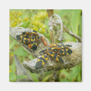 Íman Família de Insetos Milkweed #1 Magnet