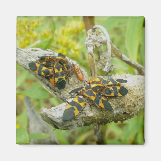 Íman Família de Insetos Milkweed #1 Magnet (Frente)
