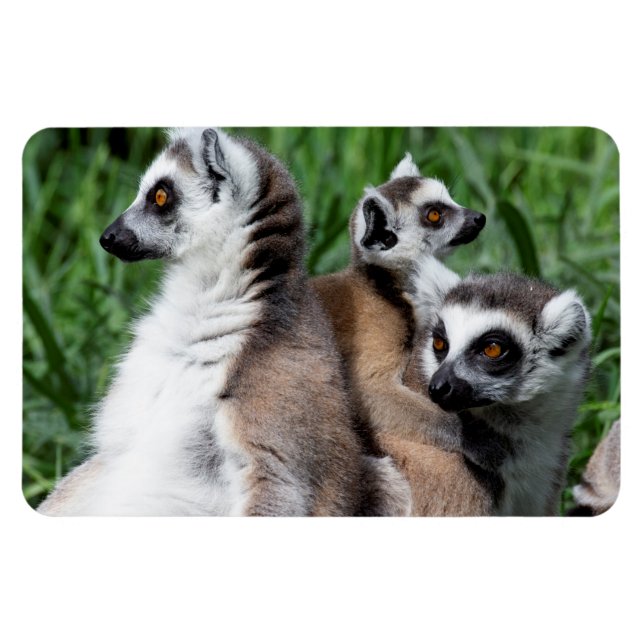 Íman Família de Lemur de Ring-tail (Horizontal)