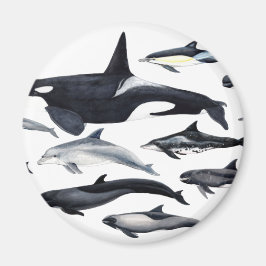 Íman Familia de los delfines: orcas, delfines, marsopas