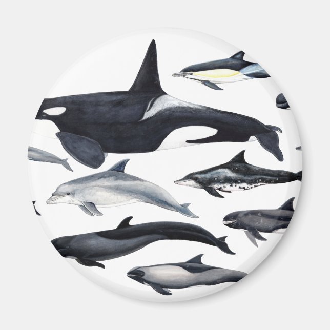 Íman Familia de los delfines: orcas, delfines, marsopas (Frente)