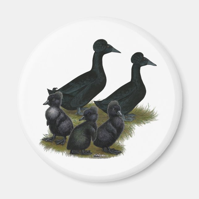 Íman Família de Pato com Topete Preto (Frente)