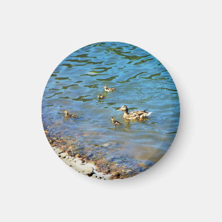 Íman Família de Patos