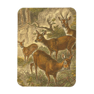 Íman Família de Roe - Deers em Floresta