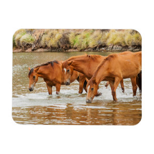 Íman Família do Cavalo Marrom no rio