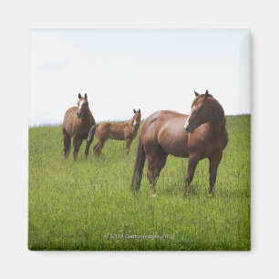 Íman Família do cavalo no campo