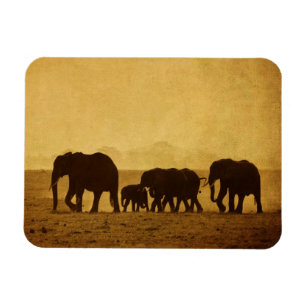 Íman Família do elefante