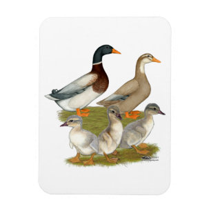 Íman Família do pato de Saxony