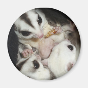 Íman família do planador do açúcar com joey