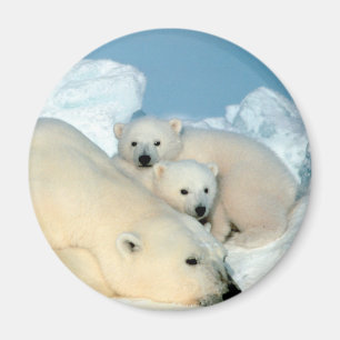 Íman Família do urso polar
