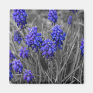 Íman Família dos jacintos de uva seleta