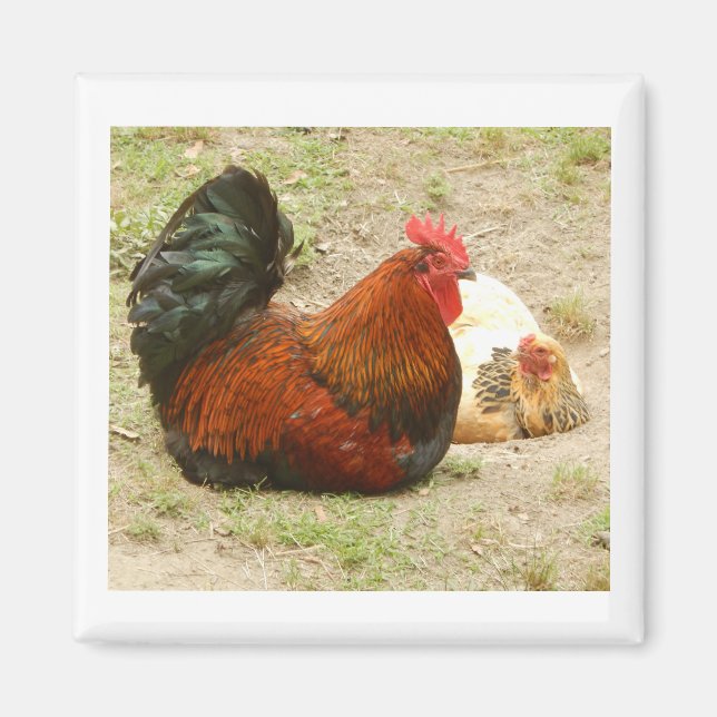 Íman Família Feliz - Magnet Rooster & Chicken 2" (Frente)