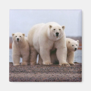 Íman Família Polar Bear