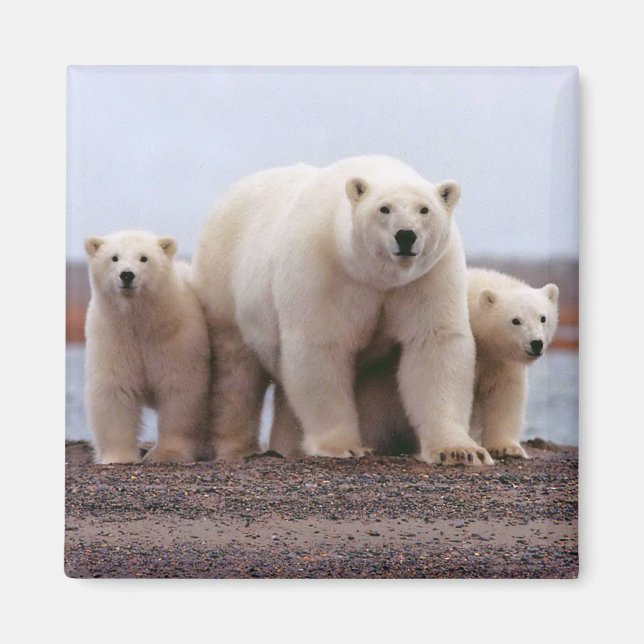 Íman Família Polar Bear (Frente)