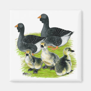 Íman Família Toulouse Goose