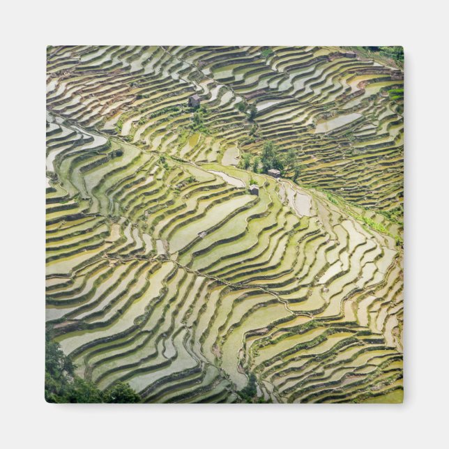 Íman Famosos terraços de arroz yuanyang - Yunnan, China (Frente)