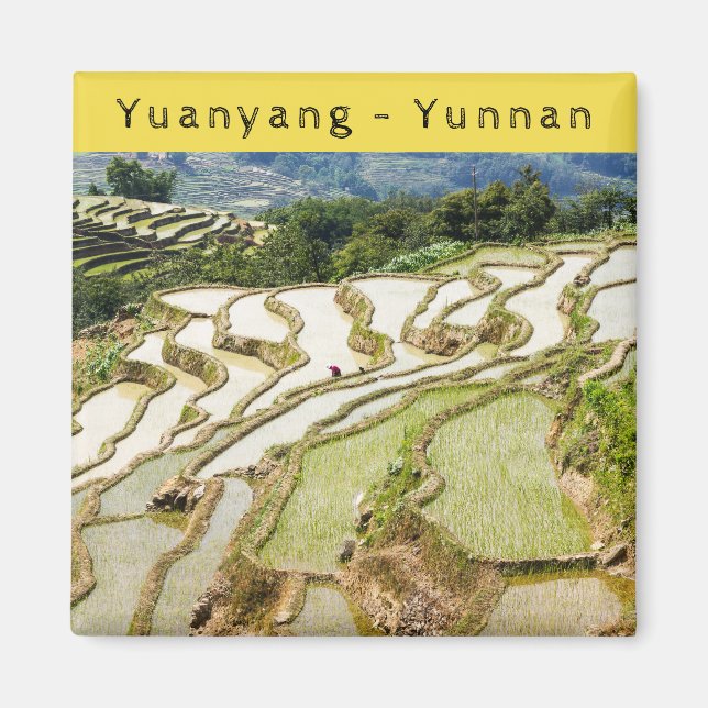 Íman Famosos terraços de arroz yuanyang - Yunnan, China (Frente)