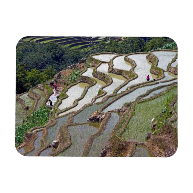 Íman Famosos terraços de arroz yuanyang - Yunnan, China (Horizontal)
